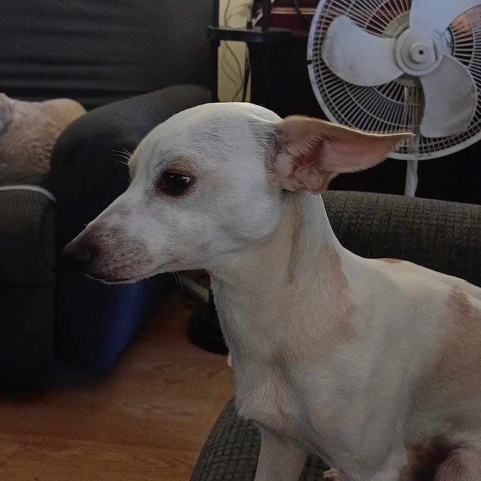 Nugget joined the competition — help win amazing prizes! dog, white_dog, small_dog, indoor, couch, furniture, fan, lamp, wood_floor, photo_frame, cabinet, pet, ears, side_view, sitting, home, cozy, living_room, domestic, animal