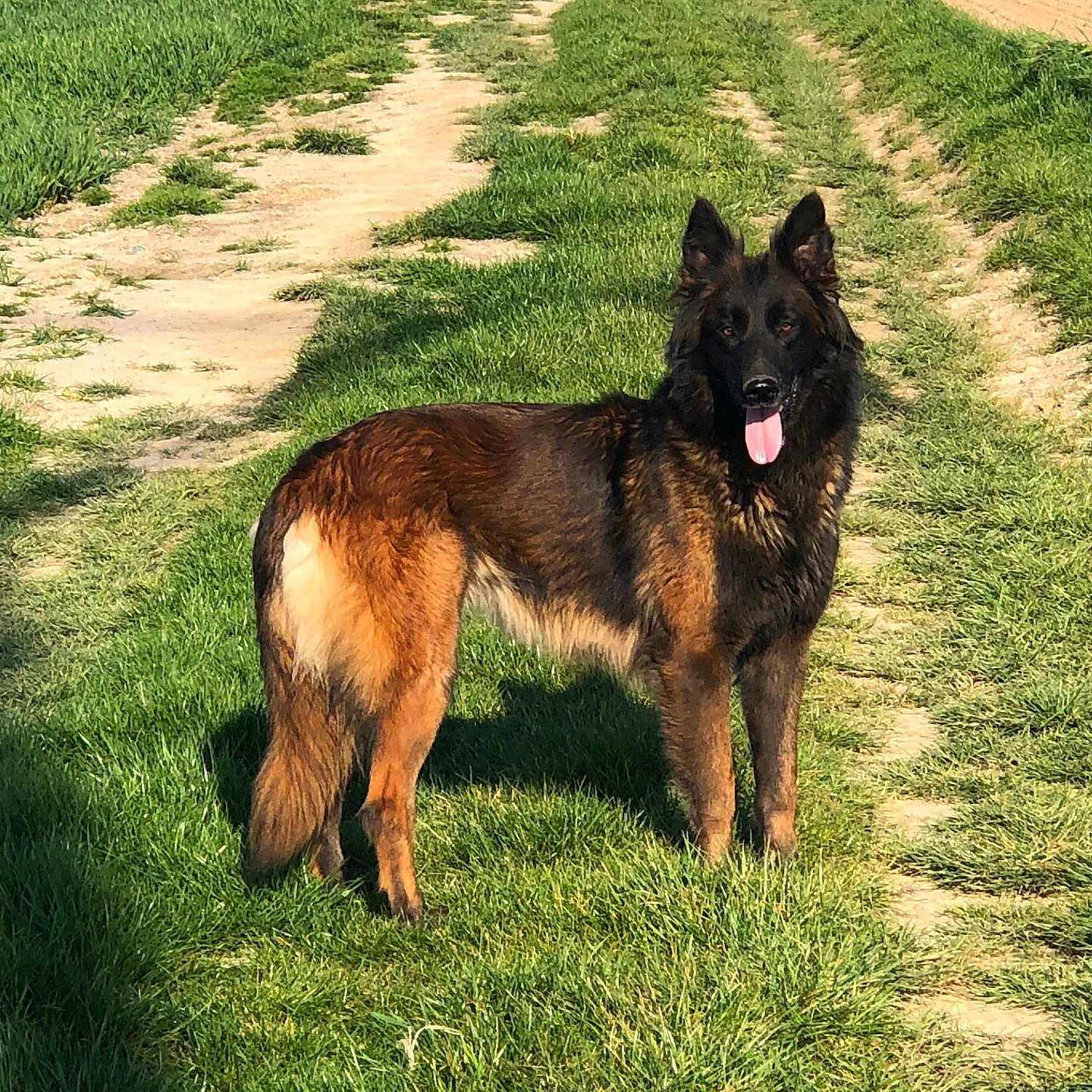 Lexi