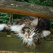 Yuki a rejoint le concours — aidez-le/la à gagner de superbes lots ! animal, cat, close_up, curious, daylight, ears, fluffy, fur, garden, green_eyes, laying_down, moss, nature, outdoor, pet, relaxed, tabby, whiskers, wood, wooden_bench