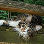 animal, cat, close_up, curious, daylight, ears, fluffy, fur, garden, green_eyes, laying_down, moss, nature, outdoor, pet, relaxed, tabby, whiskers, wood, wooden_bench