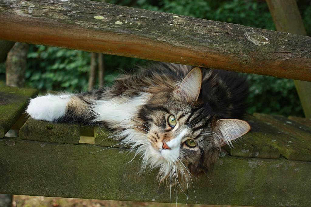 Yuki