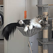 Yuki participe au concours pour gagner de l'argent avec cette photo : appliance, cat, cat_hammock, cat_tree, curious, domestic, feline, floor, fluffy_cat, hanging_toy, home, indoor, long_hair, paw, pet, playful, relaxed, scratching_post, toy, whiskers