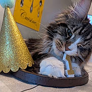 Yuki participe au concours pour gagner de l'argent avec cette photo : birthday, candle, cat, celebration, chair, closeup, cozy, cute, decor, feline, fluffy, gold, indoor, number_one, party_hat, paw, playful, poster, table, whiskers