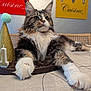 Yuki a rejoint le concours — aidez-le/la à gagner de superbes lots ! birthday_candle, cat, celebration, closeup, cute, decor, feline, fluffy, fur, head_up, home, indoor, party_hat, pet, relaxed, resting, tabby, table, whiskers, white_paws