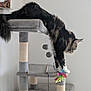 animal, balance, cat, cat_tree, claws, curious, feather_toy, feline, fur, gray, home, indoor, paws, pet, playful, relaxed, scratching_post, stretching, toy, whiskers