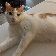 Elf is registered to the contest to win money with this photo: animal, background, cat, curious, domestic_cat, ears, eyes, feline, floor, fur, grooming, house, indoor, lounging, orange_spots, pet, relaxed, table, whiskers, white_cat