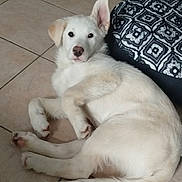 Vasco participe au concours pour gagner de l'argent avec cette photo : puppy, dog, white_dog, lying_down, floor, tile_floor, indoor, pet, young_dog, curious, ears, cushion, patterned_cushion, resting, canine, animal, domestic_animal, cute, fur, looking
