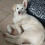 puppy, dog, white_dog, lying_down, floor, tile_floor, indoor, pet, young_dog, curious, ears, cushion, patterned_cushion, resting, canine, animal, domestic_animal, cute, fur, looking