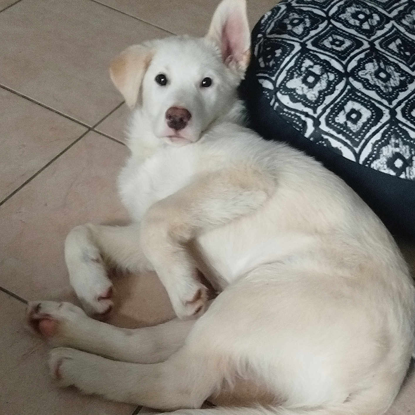 Vasco participe au concours pour gagner de l'argent avec cette photo : animal, canine, curious, cushion, cute, dog, domestic_animal, ears, floor, fur, indoor, looking, lying_down, patterned_cushion, pet, puppy, resting, tile_floor, white_dog, young_dog