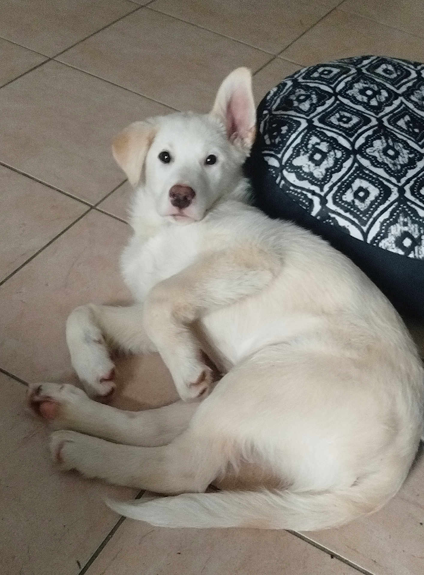 Vasco participe au concours pour gagner de l'argent avec cette photo : puppy, dog, white_dog, lying_down, floor, tile_floor, indoor, pet, young_dog, curious, ears, cushion, patterned_cushion, resting, canine, animal, domestic_animal, cute, fur, looking