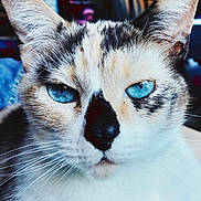 Billie is registered to the contest to win money with this photo: cat, blue_eyes, close_up, fur, whiskers, animal, pet, indoor, face, portrait, cute, mammal, feline, nose, ears, looking, domestic_animal, soft_texture, focused