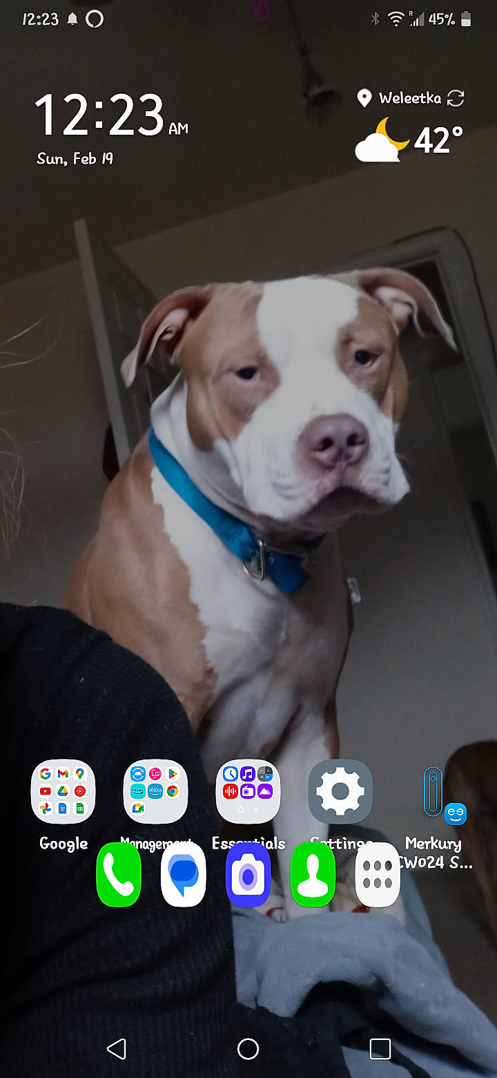 Beau joined the competition — help win amazing prizes! canidae, carnivore, collar, companion_dog, dog, dog_breed, dog_collar, dog_supply, fawn, font, liver, logo, pet_supply, photo_caption, screenshot, snout, sporting_group, whiskers, window, working_animal