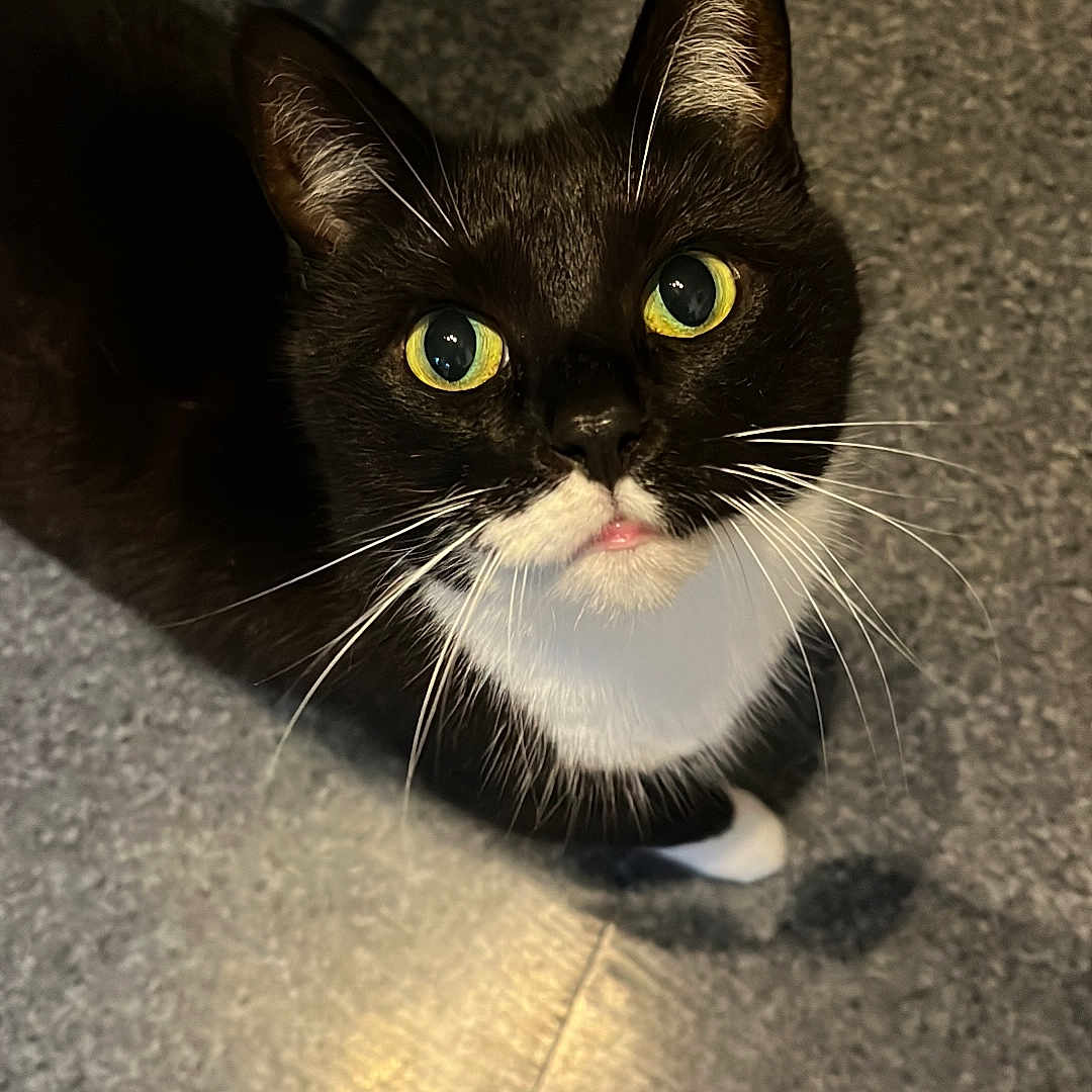 Cleo is registered to the contest to win money with this photo: abyssinian, animal, blackcat, cat, kitten, manx, pet, siamese