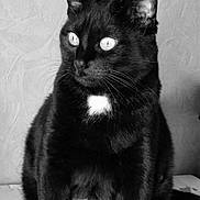 Brooklyn participe au concours pour gagner de l'argent avec cette photo : black_cat, cat, pet, animal, feline, portrait, indoor, whiskers, fur, white_patch, eyes, sitting, texture, monochrome, black_and_white, domestic_cat, close_up, alert, face, cute