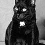 black_cat, cat, pet, animal, feline, portrait, indoor, whiskers, fur, white_patch, eyes, sitting, texture, monochrome, black_and_white, domestic_cat, close_up, alert, face, cute