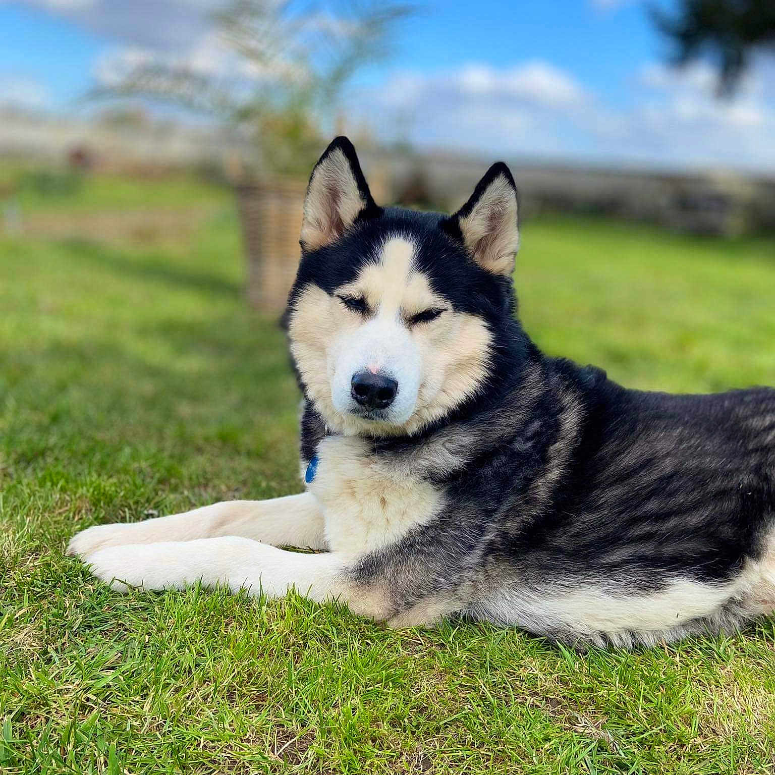 Daiko