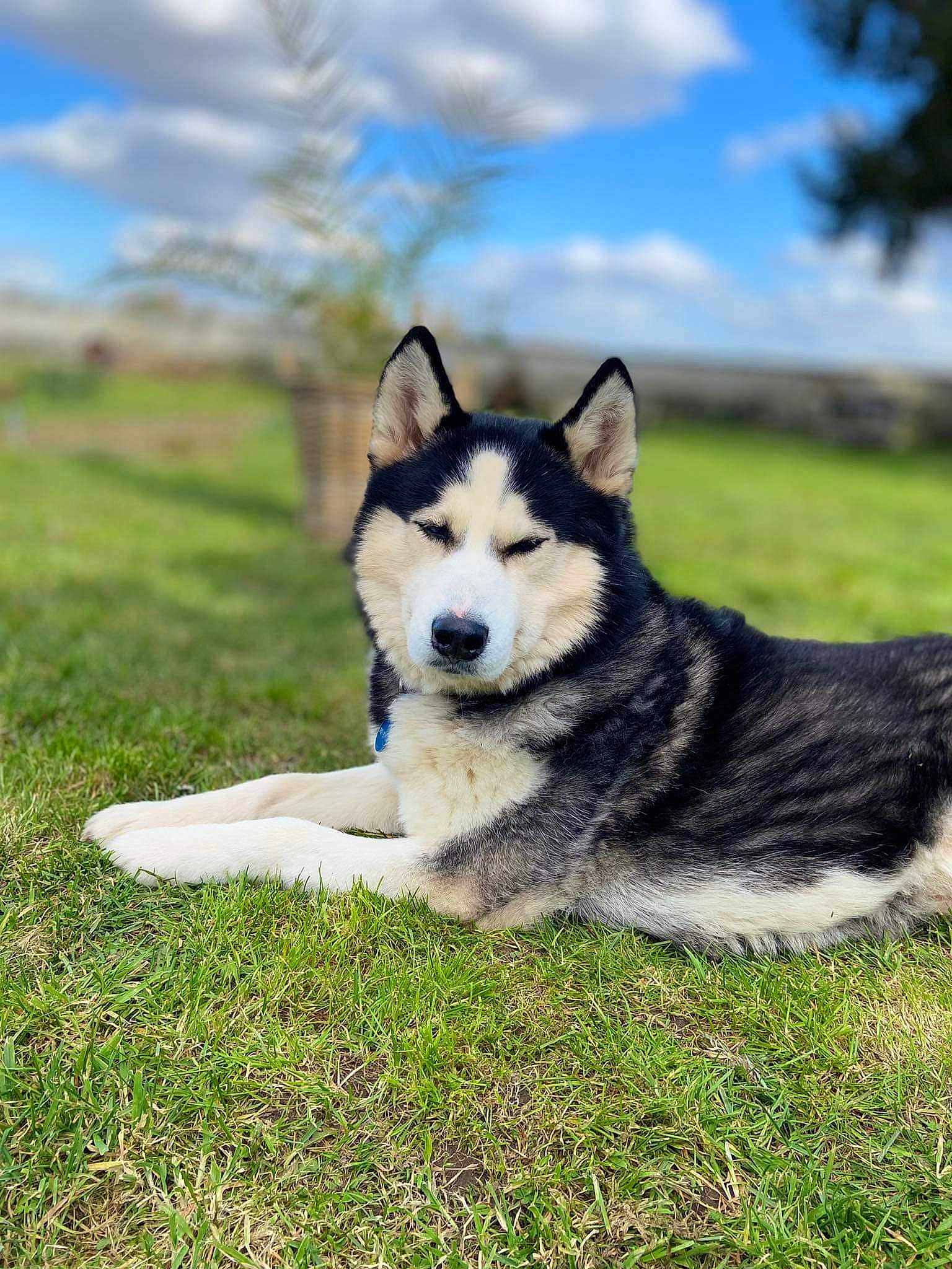 Daiko