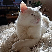 Blanchette a rejoint le concours — aidez-le/la à gagner de superbes lots ! cat, white_cat, fluffy_blanket, indoor, sunlight, relaxed, furniture, television, cozy, pet, domestic_animal, whiskers, sleepy, close_up, resting, table, living_room, home, soft_texture, peaceful