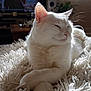 cat, close_up, cozy, domestic_animal, fluffy_blanket, furniture, home, indoor, living_room, peaceful, pet, relaxed, resting, sleepy, soft_texture, sunlight, table, television, whiskers, white_cat