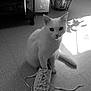 Blanchette a rejoint le concours — aidez-le/la à gagner de superbes lots ! cat, white_cat, sneaker, shoe, floor, indoor, shadow, speaker, table, candle, plant, potted_plant, sunlight, lace, paw, curious, pet, domestic_animal, tile_floor, black_and_white