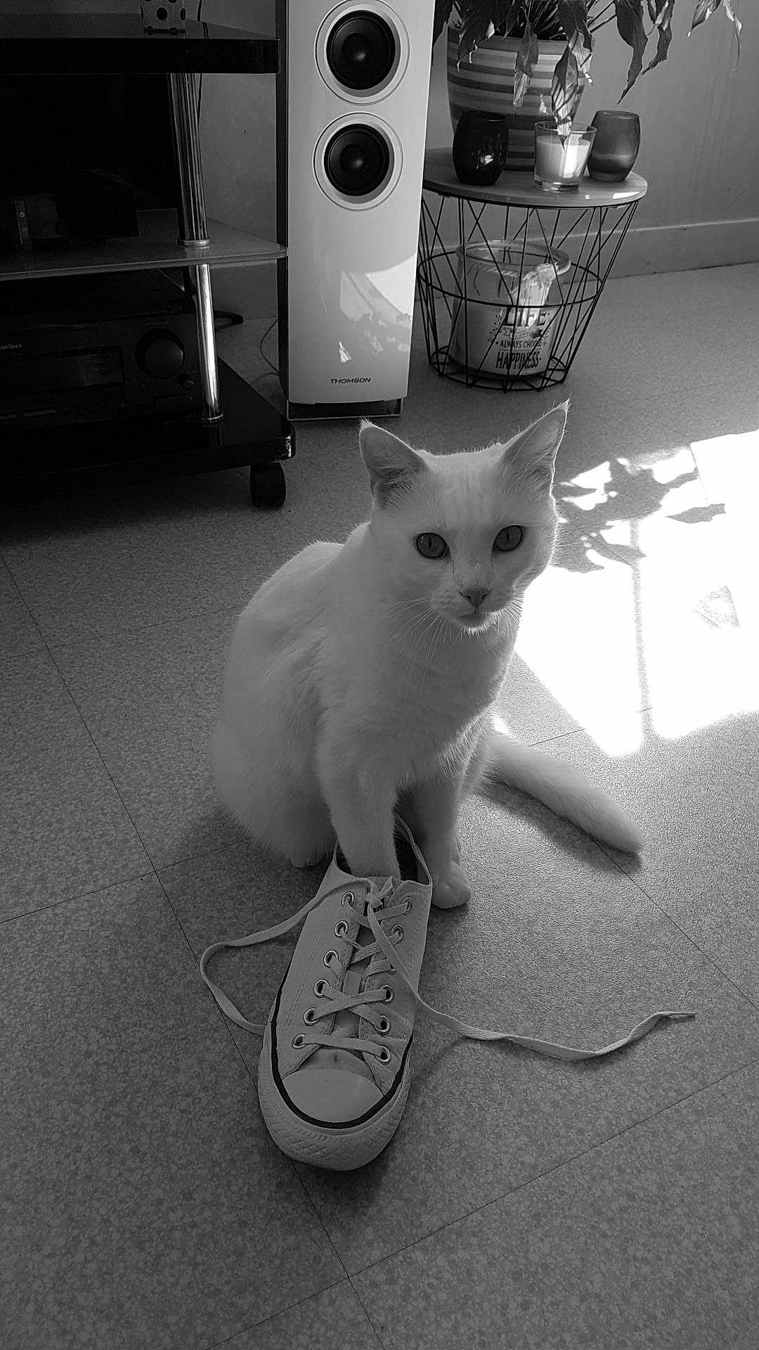 Blanchette a rejoint le concours — aidez-le/la à gagner de superbes lots ! cat, white_cat, sneaker, shoe, floor, indoor, shadow, speaker, table, candle, plant, potted_plant, sunlight, lace, paw, curious, pet, domestic_animal, tile_floor, black_and_white