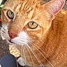 Whiskey joined the competition — help win amazing prizes! cat, orange_tabby, ginger_cat, pet, feline, close_up, portrait, whiskers, green_eyes, pointed_ears, striped_fur, white_muzzle, outdoor, ground, garden, shoe, sneaker, natural_light, animal_photography, curious