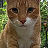 Whiskey is registered to the contest to win money with this photo: cat, orange_tabby, pet, animal, portrait, close_up, face, whiskers, ears, green_eyes, striped_fur, ginger_fur, white_chest, food, cat_food, bowl, outdoor, garden, fence, serious_expression
