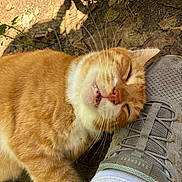 Whiskey is registered to the contest to win money with this photo: cat, orange_cat, white_cat, sleeping, sleepy, relaxed, pet, feline, whiskers, closed_eyes, outdoor, ground, dirt, leaves, sunlight, hiking, shoe, sneaker, walking_pole, closeup