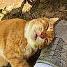 cat, orange_cat, white_cat, sleeping, sleepy, relaxed, pet, feline, whiskers, closed_eyes, outdoor, ground, dirt, leaves, sunlight, hiking, shoe, sneaker, walking_pole, closeup