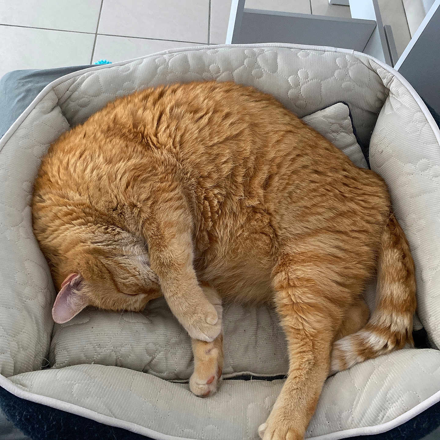 Lucky participe au concours pour gagner de l'argent avec cette photo : animal, canine, cat, dog, dogbed, furniture, manx, person, pet, sleeping