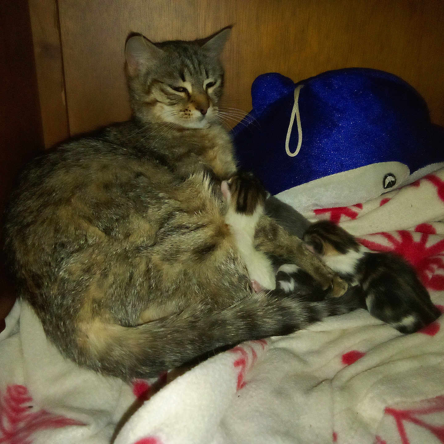 Moumoune a rejoint le concours — aidez-le/la à gagner de superbes lots ! abyssinian, animal, bed, blanket, cap, cat, closet, clothing, couch, cupboard, cushion, furniture, hat, homedecor, kitten, linen, manx, person, pet, sleeping