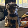 Bella joined the competition — help win amazing prizes! animal, blinds, companion, couch, curtain, cute, daylight, dog, furniture, furry, home, indoor, pet, puppy, quilt, scruffy, shadow, sitting, small_dog, window