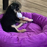 Bella is registered to the contest to win money with this photo: animal, bicycle_wheel, black_dog, brown_dog, chewing, cozy, cute, dog, domestic, floor, furniture_leg, home, indoor, pet_bed, purple, relaxing, small_dog, stuffed_toy, toy, wooden_floor