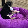 animal, bicycle_wheel, black_dog, brown_dog, chewing, cozy, cute, dog, domestic, floor, furniture_leg, home, indoor, pet_bed, purple, relaxing, small_dog, stuffed_toy, toy, wooden_floor