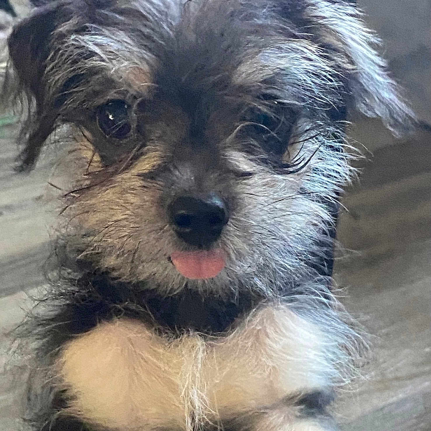 Bella