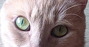 Pitch participe au concours pour gagner de l'argent avec cette photo : alert, animal, cat, close_up, cute, domestic_cat, ears, expression, face, feline, fur, green_eyes, indoor, looking, mammal, pet, pink_nose, portrait, tabby, whiskers