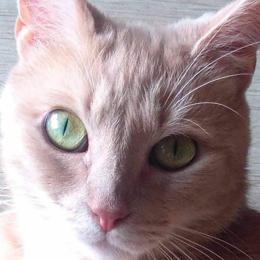 Pitch participe au concours pour gagner de l'argent avec cette photo : alert, animal, cat, close_up, cute, domestic_cat, ears, expression, face, feline, fur, green_eyes, indoor, looking, mammal, pet, pink_nose, portrait, tabby, whiskers