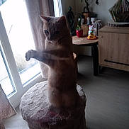 Pitch a rejoint le concours — aidez-le/la à gagner de superbes lots ! animal, cabinet, cat, cozy, curious, curtain, decor, figurine, floor, furniture, home, indoor, light, perch, pet, plant, shadow, stretching, table, window