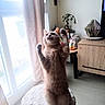 Pitch participe au concours pour gagner de l'argent avec cette photo : cat, cozy, curtains, cushioned_stool, cute, decor, domestic_animal, floor, furniture, indoor, living_room, lucky_cat_figurine, orange_cat, paws_up, pet, plant, standing, sunlight, window, wooden_cabinet