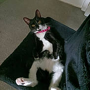 Margaret Scratcher is registered to the contest to win money with this photo: animal, black_and_white, blanket, carpet, cat, collar, cute, domestic, ears, feline, fur, home, indoor, laying_down, paws, pet, pink_collar, relaxed, tuxedo_cat, whiskers