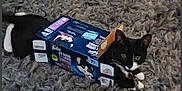 Margaret Scratcher joined the competition — help win amazing prizes! animal, black_and_white, box, cardboard, carpet, cat, cozy, curious, cute, domestic_animal, feline, funny, fur, green_eyes, home, indoor, lying_down, pet, playful, resting