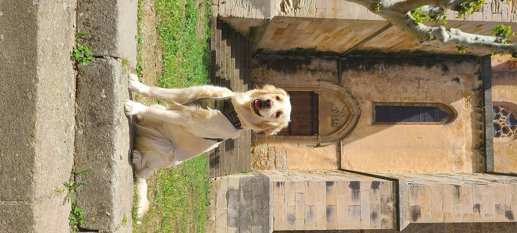 Una participe au concours pour gagner de l'argent avec cette photo : ancient_history, art, building, column, door, facade, fawn, history, house, plant, recreation, snout, sporting_group, terrestrial_animal, tree, wildlife, wood, working_animal, zoo