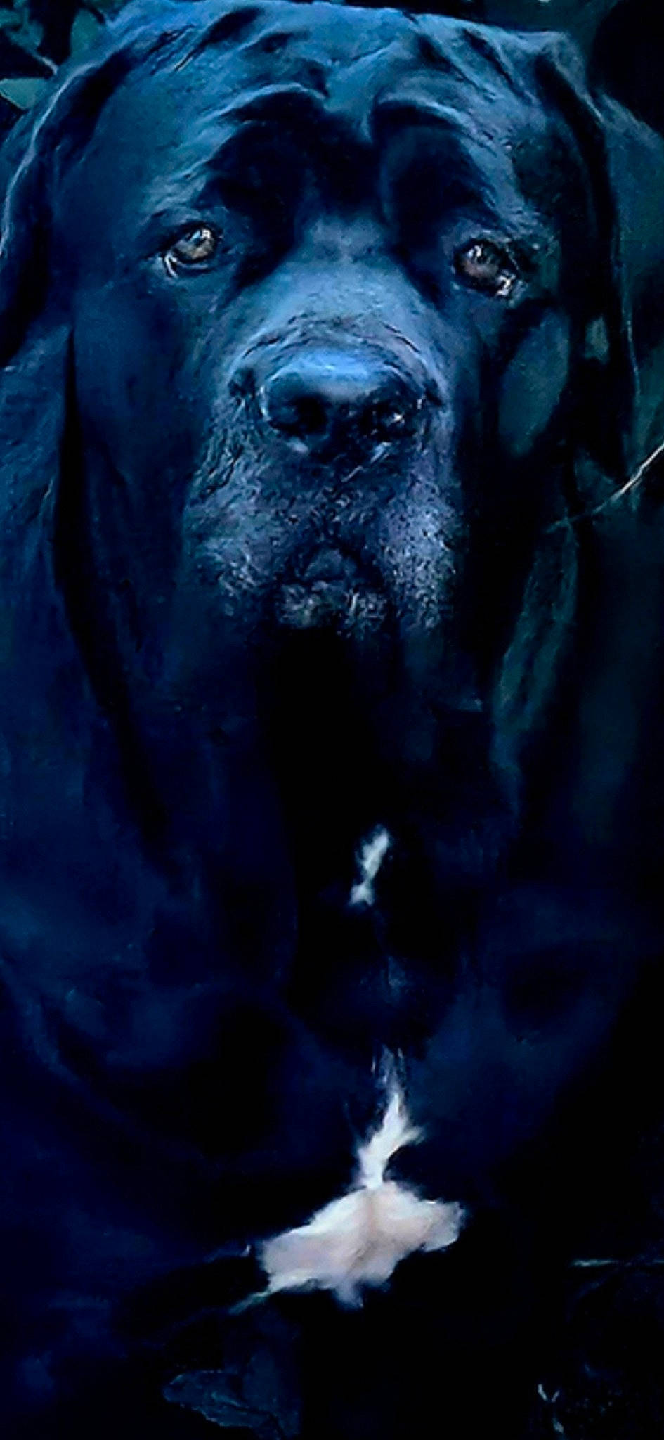 Bella joined the competition — help win amazing prizes! american_black_bear, art, bear, big_cats, canidae, carnivore, darkness, dog_breed, electric_blue, felidae, fur, guard_dog, light, snout, sporting_group, terrestrial_animal, water, whiskers, wildlife, working_animal