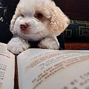 Teddy joined the competition — help win amazing prizes! animal, book, close_up, couch, cozy, cream_color, curious, curly_fur, cute, dog, fluffy, indoor, patterned, paws, pet, puppy, reading, resting, soft_light, young_dog