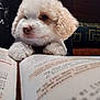 animal, book, close_up, couch, cozy, cream_color, curious, curly_fur, cute, dog, fluffy, indoor, patterned, paws, pet, puppy, reading, resting, soft_light, young_dog