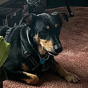 Momo joined the competition — help win amazing prizes! animal, black_and_tan, canine, carpet, collar, comfort, dog, ears, floor, fur, harness, heart_tag, household, indoor, muzzle, paw, pet, relaxed, resting, snout