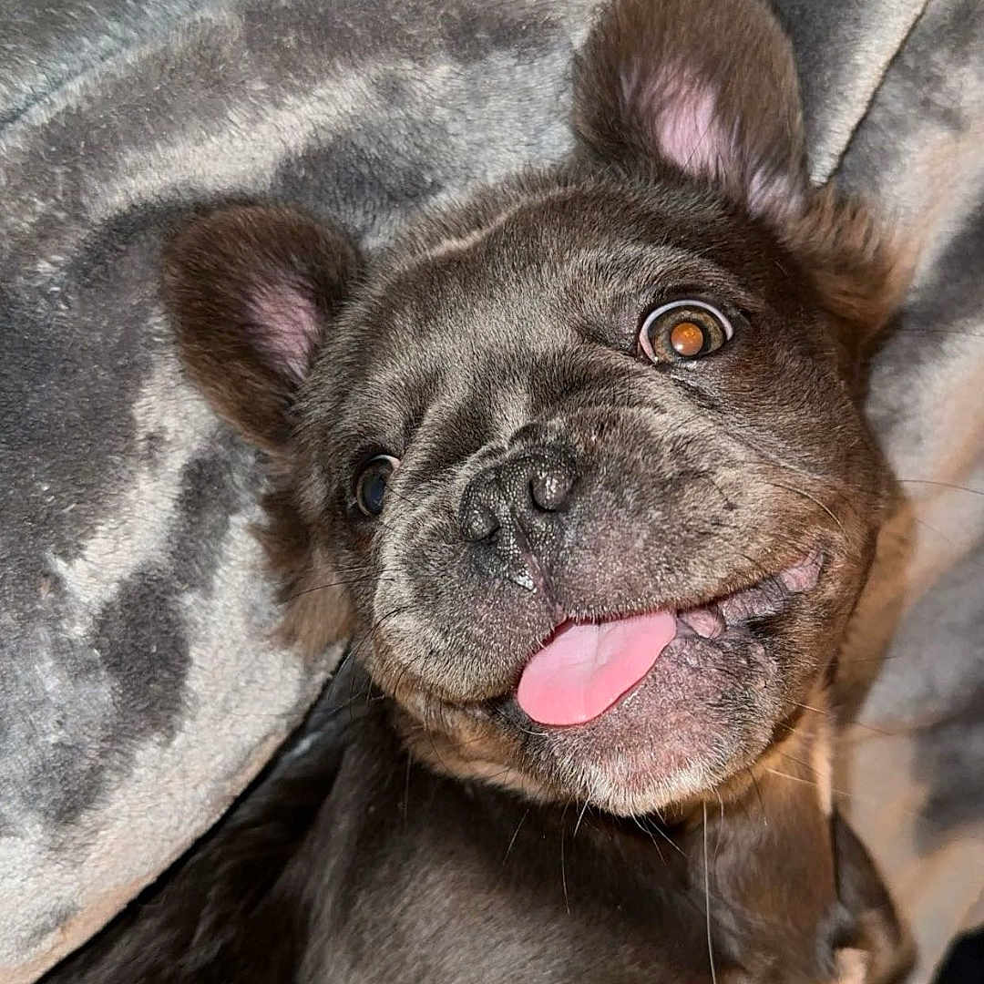 Nova is registered to the contest to win money with this photo: animal, blanket, bodypart, boxer, bulldog, canine, dog, face, frenchbulldog, head, hound, mouth, person, pet, photography, pitbull, portrait, puppy, sleeping, tongue