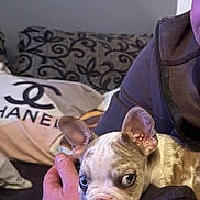 Tya participe au concours pour gagner de l'argent avec cette photo : blue_eyes, bracelet, casual_clothing, close_up, couch, cute, dog, ears, face, fur, hand, holding, indoor, nose, patterned_cushion, person, pet, pillow, puppy, seated