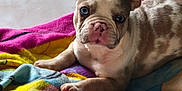 Tya participe au concours pour gagner de l'argent avec cette photo : animal, blanket, blue_eyes, colorful, companion, cute, dog, ears, french_bulldog, fur, indoors, looking, lying_down, paw, pet, puppy, resting, snout, tile_floor, young