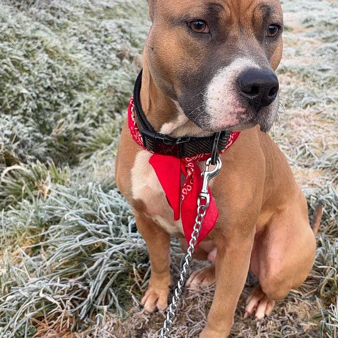 Tyson